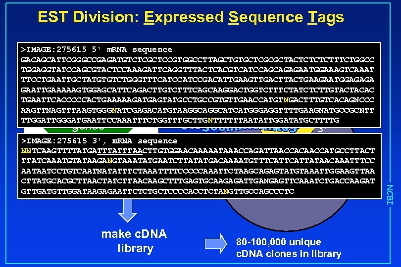 EST Division: Expressed Sequence Tags >IMAGE: 275615 5' m. RNA sequence GACAGCATTCGGGCCGAGATGTCTCGCTCCGTGGCCTTAGCTGTGCTCGCGCTACTCTTTCTGGCC TGGAGGTATCCAGCGTACTCCAAAGATTCAGGTTTACTCACGTCATCCAGCAGAGAATGGAAAGTCAAAT TTCCTGAATTGCTATGTGTCTGGGTTTCATCCGACATTGAAGTTGACTTACTGAAGAATGGAGAGA