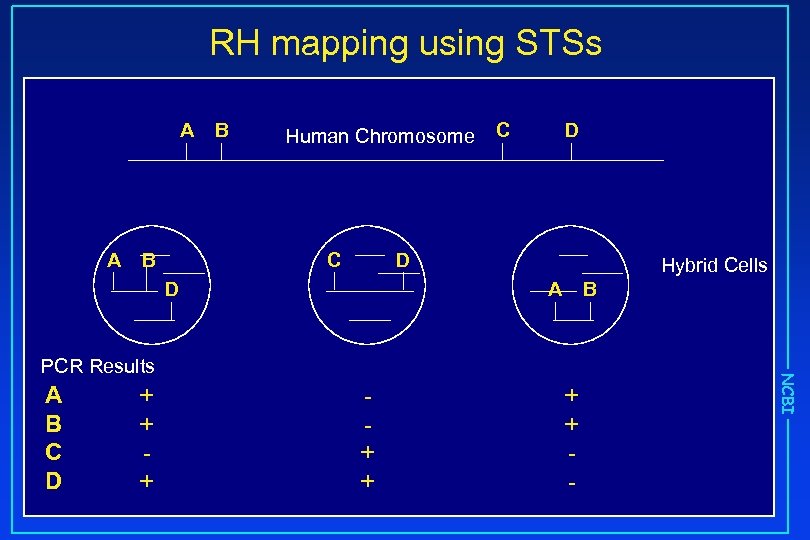 RH mapping using STSs A A B B Human Chromosome C C D D