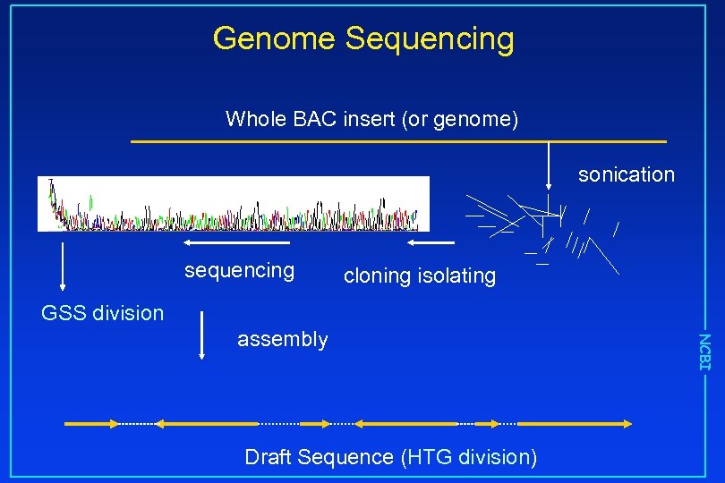 Genome Sequencing Whole BAC insert (or genome) sonication sequencing cloning isolating GSS division Draft