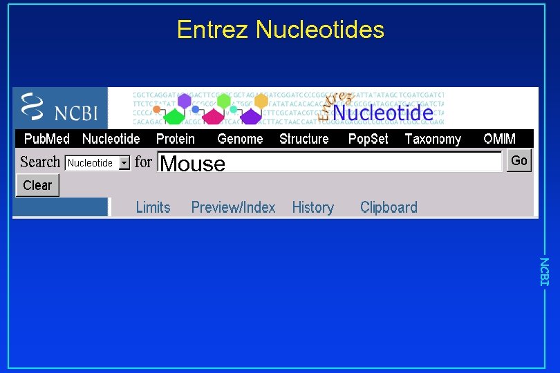 Entrez Nucleotides Mouse NCBI 