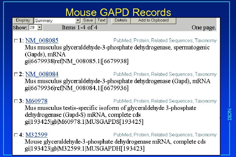 Mouse GAPD Records NCBI 