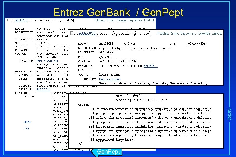 Entrez Gen. Bank / Gen. Pept NCBI Gen. Pept 