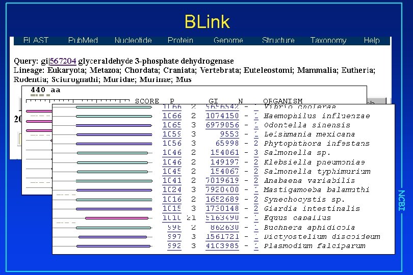 BLink NCBI 