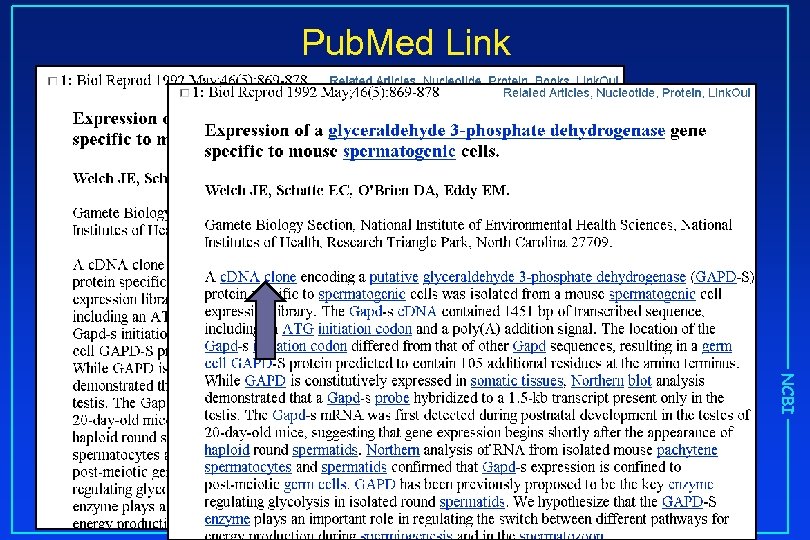 Pub. Med Link NCBI 