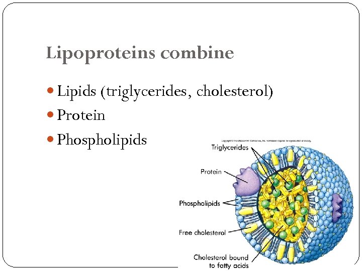 Lipoproteins combine Lipids (triglycerides, cholesterol) Protein Phospholipids 