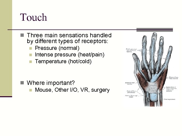 Touch n Three main sensations handled by different types of receptors: n n n