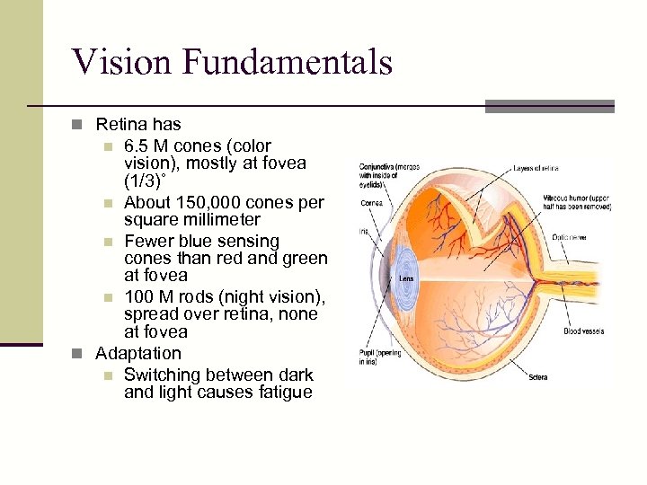 Vision Fundamentals n Retina has 6. 5 M cones (color vision), mostly at fovea