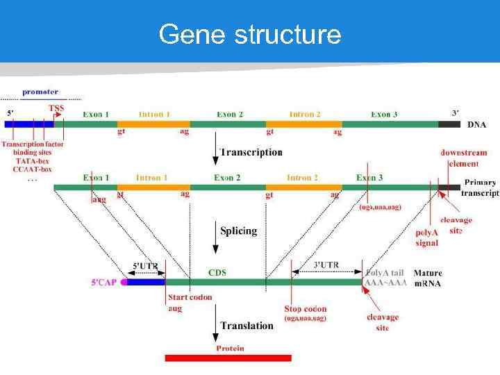 Gene structure 