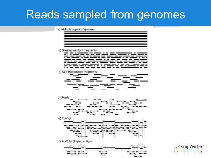 Reads sampled from genomes 