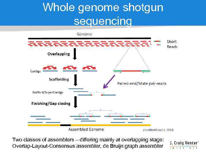 Whole genome shotgun sequencing Two classes of assemblers – differing mainly at overlapping stage: