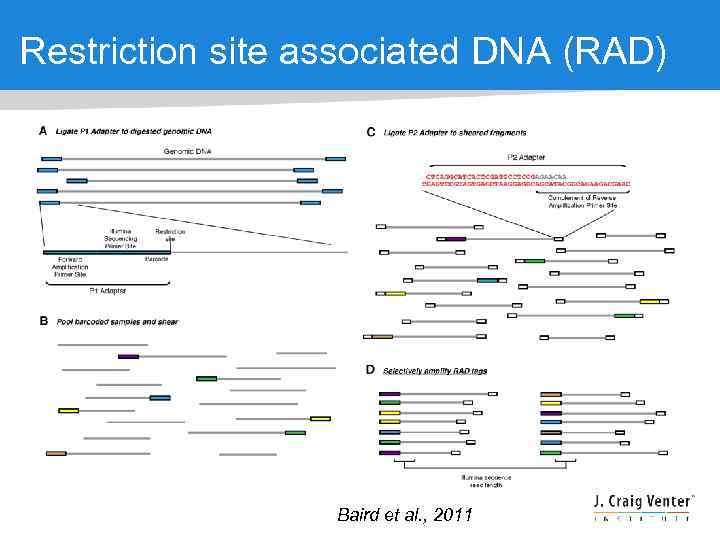 Restriction site associated DNA (RAD) Baird et al. , 2011 