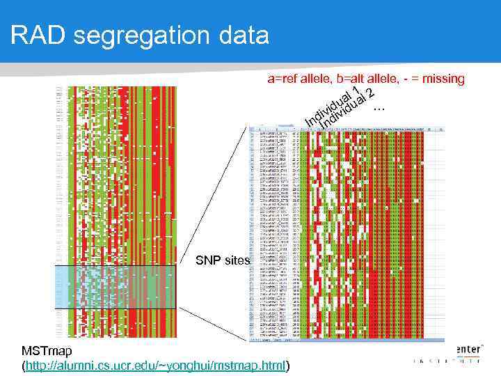 RAD segregation data a=ref allele, b=alt allele, - = missing 1 al ual 2