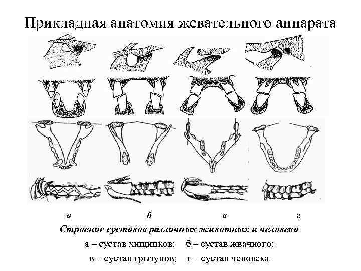 Прикладная анатомия жевательного аппарата а б в г Строение суставов различных животных и человека