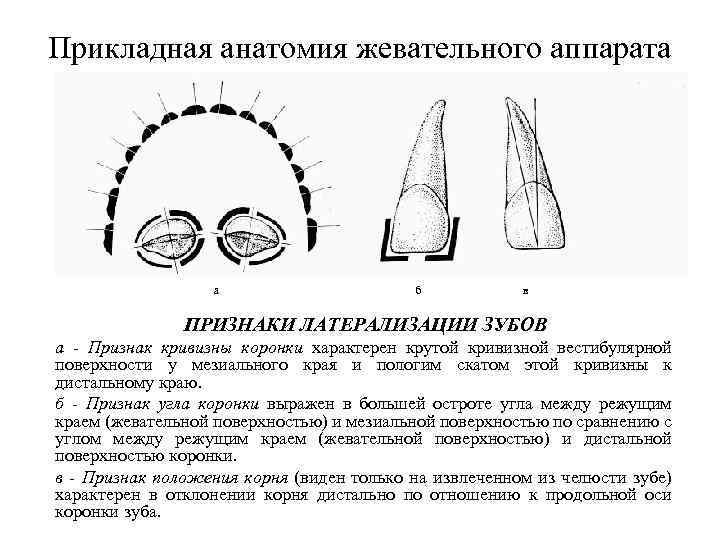 Презентация биомеханика жевательного аппарата