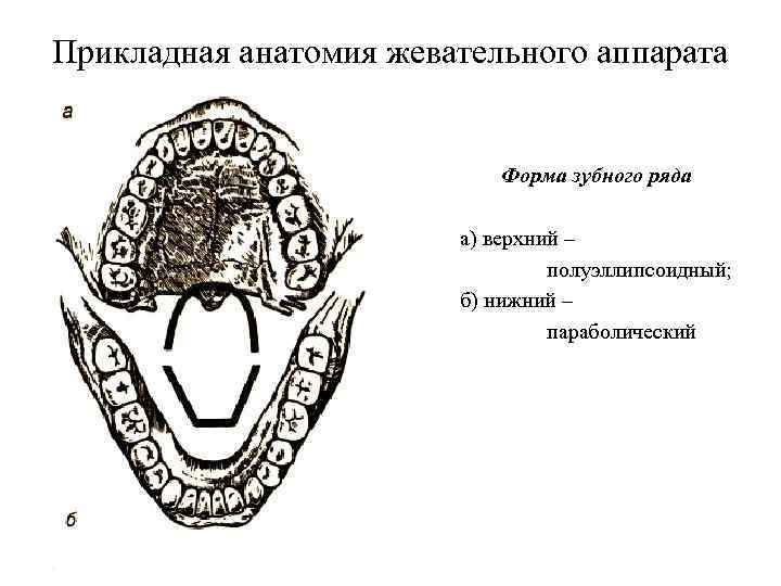 Прикладная анатомия жевательного аппарата Форма зубного ряда а) верхний – полуэллипсоидный; б) нижний –