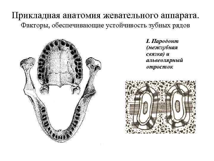 Прикладная анатомия жевательного аппарата. Факторы, обеспечивающие устойчивость зубных рядов I. Пародонт (межзубная связка) и
