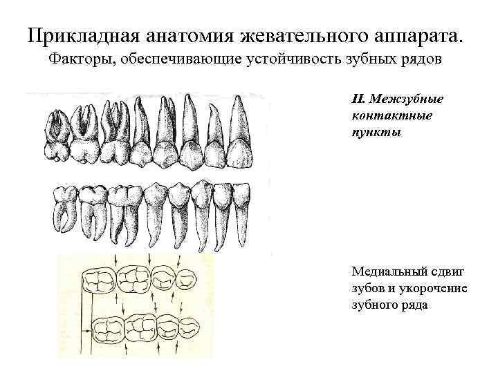 Презентация биомеханика жевательного аппарата