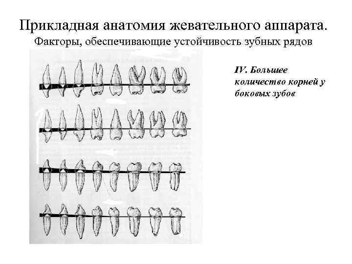 Прикладная анатомия жевательного аппарата. Факторы, обеспечивающие устойчивость зубных рядов IV. Большее количество корней у
