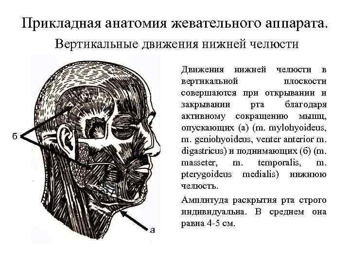 Прикладная анатомия жевательного аппарата. Вертикальные движения нижней челюсти б а Движения нижней челюсти в