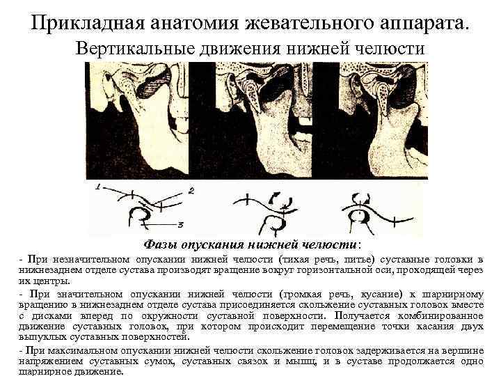 Прикладная анатомия жевательного аппарата. Вертикальные движения нижней челюсти Фазы опускания нижней челюсти: - При