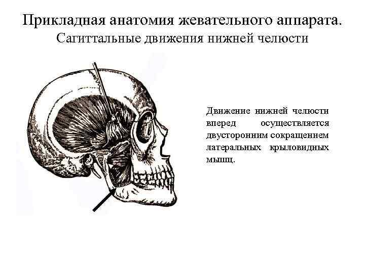 Презентация биомеханика жевательного аппарата