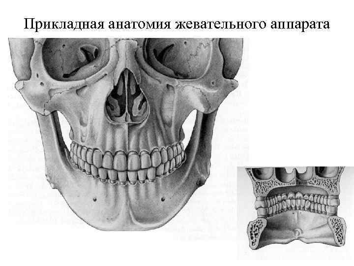 Презентация биомеханика жевательного аппарата