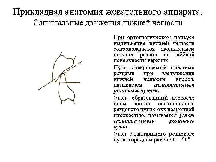 Прикладная анатомия жевательного аппарата. Сагиттальные движения нижней челюсти При ортогнатическом прикусе выдвижение нижней челюсти