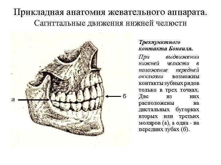 Прикладная анатомия жевательного аппарата. Сагиттальные движения нижней челюсти а б Трехпунктного контакта Бонвиля. При