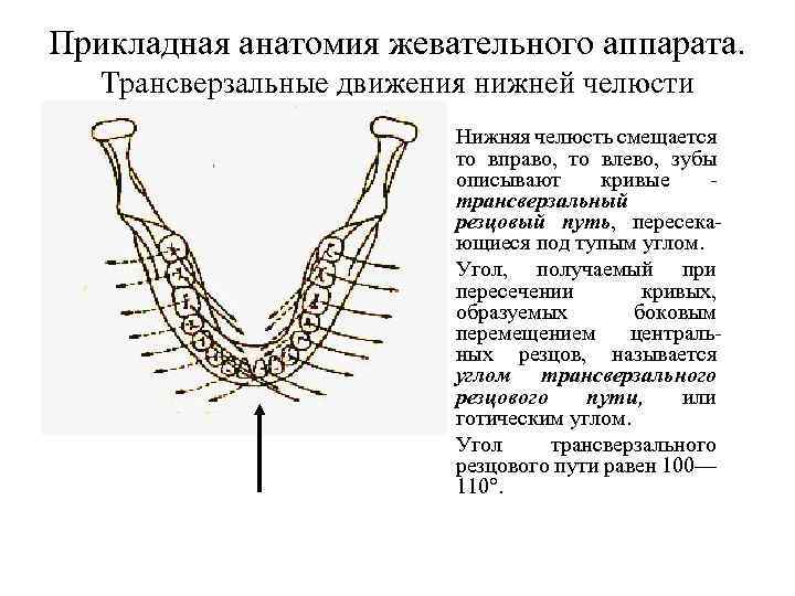 Движение нижней челюсти