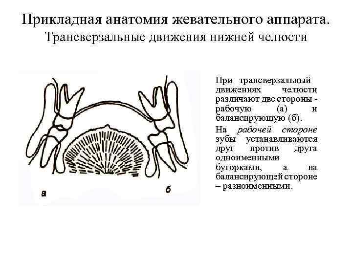 Трансверзальные движения нижней челюсти презентация