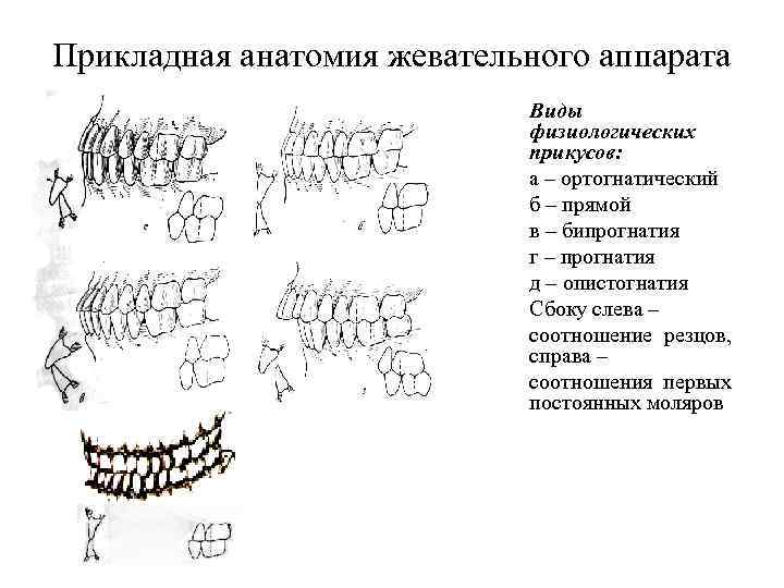 Презентация биомеханика жевательного аппарата