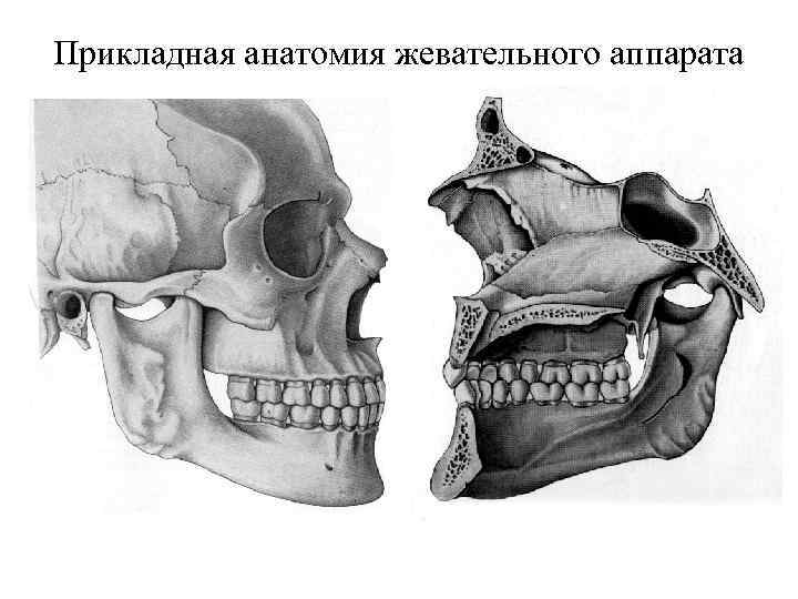 Презентация биомеханика жевательного аппарата