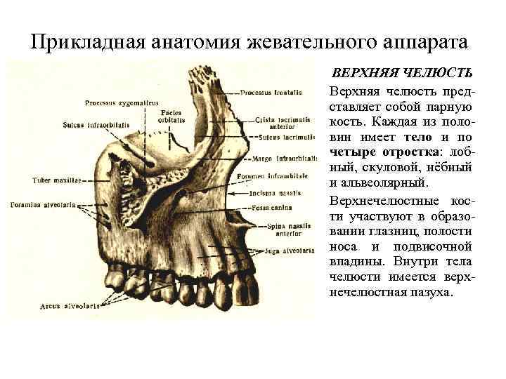 Челюсть анатомия