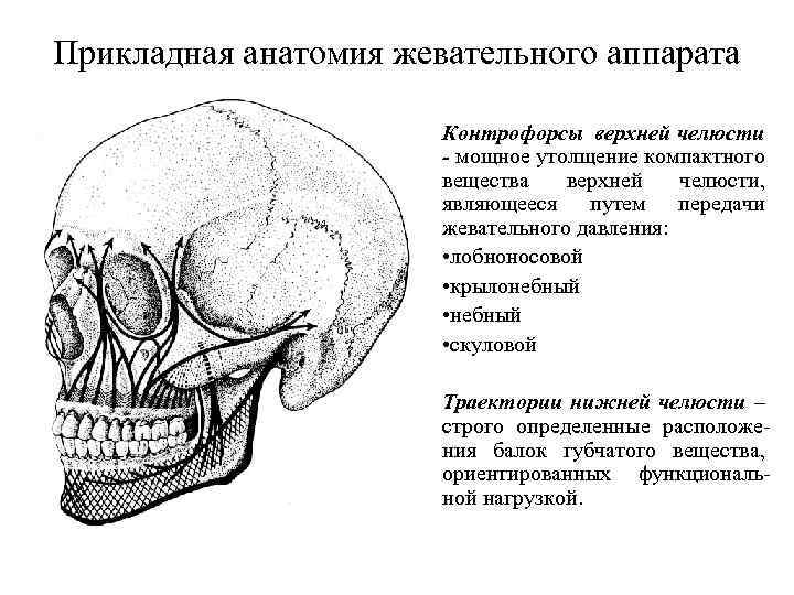 Схема контрфорсов анатомия