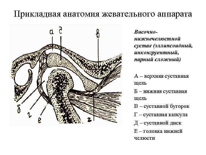 Височно нижнечелюстной сустав анатомия