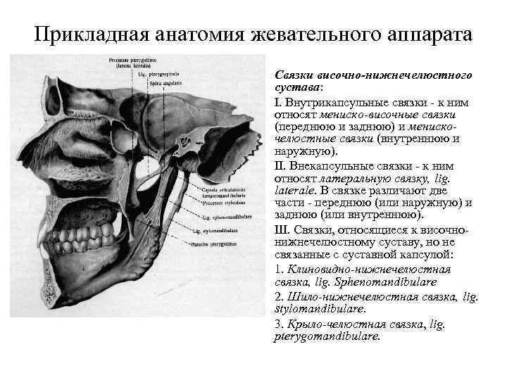 Связки височно нижнечелюстного сустава. Внекапсульные связки нижнечелюстного сустава. Внутрикапсульные связки височно-нижнечелюстного сустава. Связочный аппарат височно-нижнечелюстного сустава. Внекапсульные связки височно нижнечелюстного сустава.