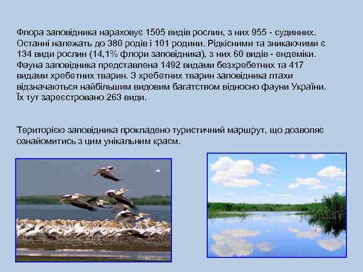 Флора заповідника нараховує 1505 видів рослин, з них 955 - судинних. Останні належать до