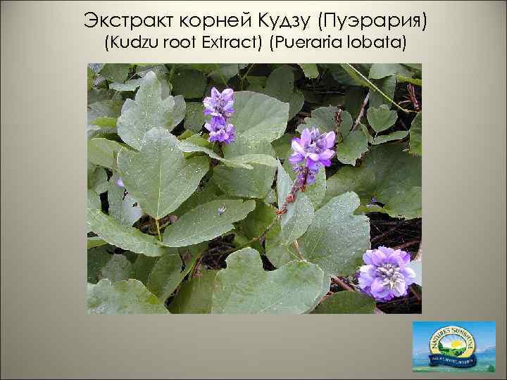 Экстракт корней Кудзу (Пуэрария) (Kudzu root Extract) (Pueraria lobata) 