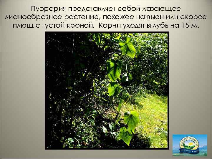 Пуэрария представляет собой лазающее лианообразное растение, похожее на вьюн или скорее плющ с густой