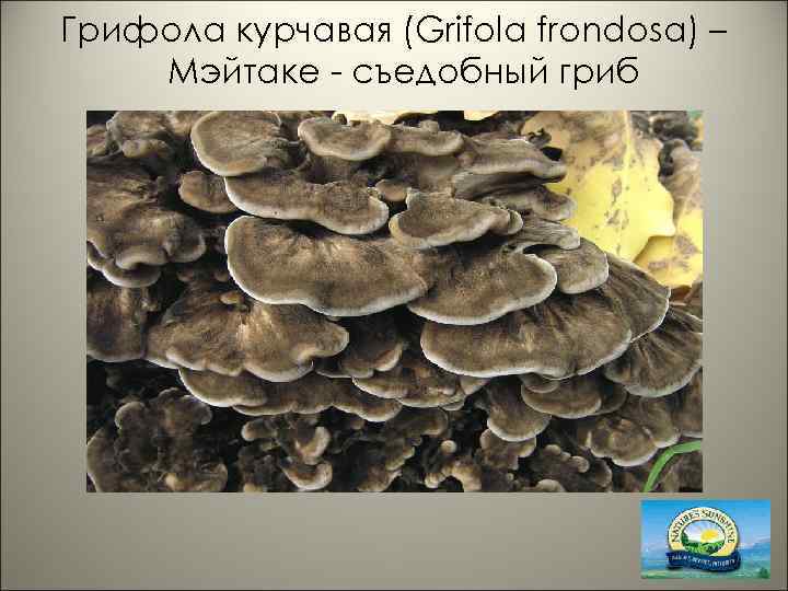 Грифола курчавая (Grifola frondosa) – Мэйтаке - съедобный гриб 