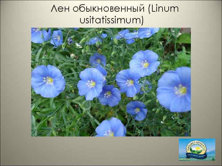 Лен обыкновенный (Linum usitatissimum) 
