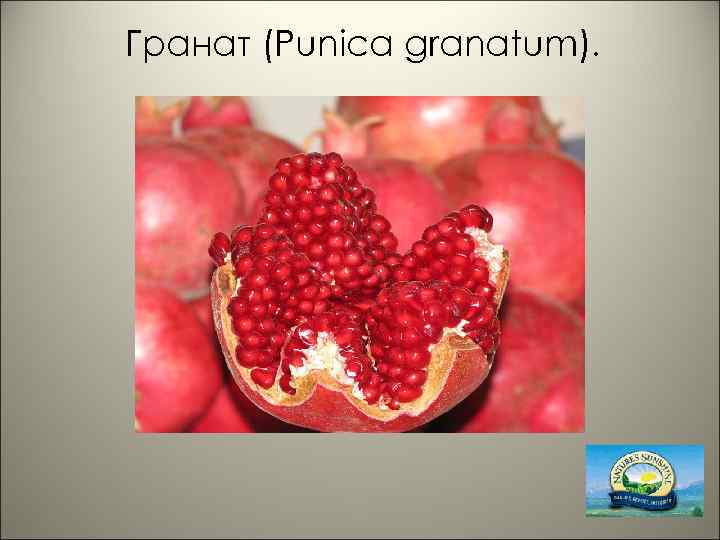 Гранат (Punica granatum). 