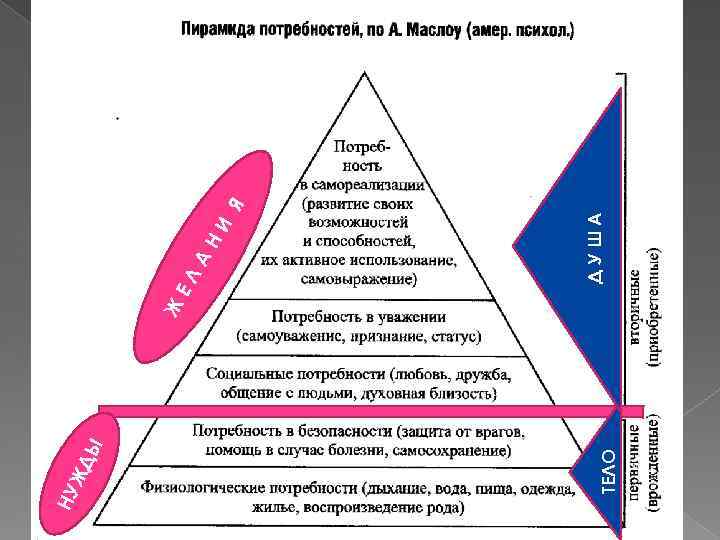 ТЕЛО Ы ЖД НУ Ж А НИ Я ДУША ЕЛ 