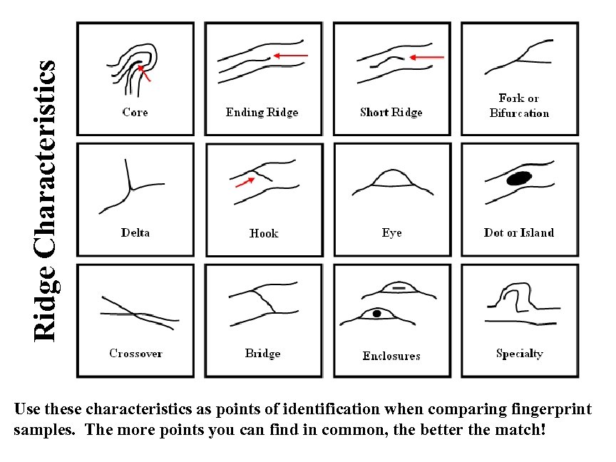 Ridge Characteristics Use these characteristics as points of identification when comparing fingerprint samples. The