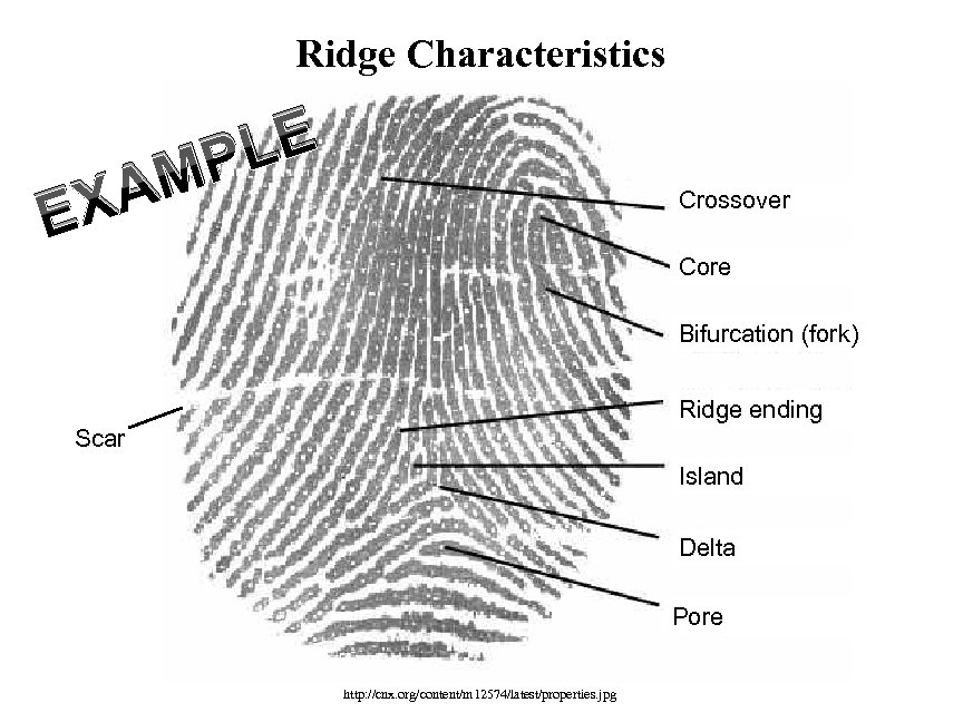 Ridge Characteristics LE P M XA E Crossover Core Bifurcation (fork) Ridge ending Scar