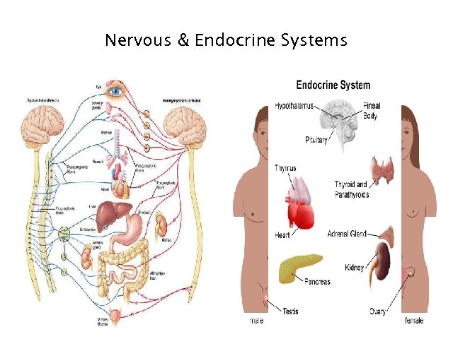 Nervous & Endocrine Systems 1 