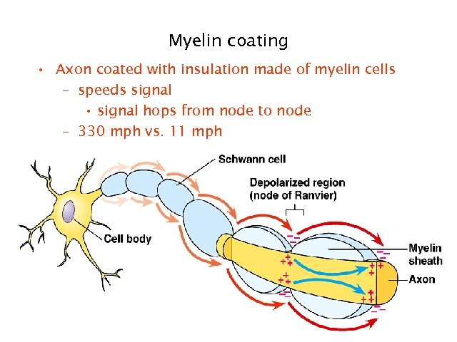 Myelin coating • Axon coated with insulation made of myelin cells – speeds signal