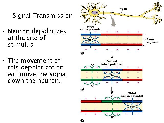 Signal Transmission • Neuron depolarizes at the site of stimulus • The movement of