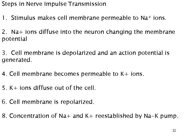 Steps in Nerve Impulse Transmission 1. Stimulus makes cell membrane permeable to Na+ ions.