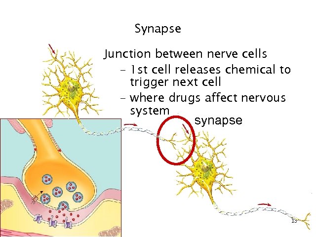 Synapse Junction between nerve cells – 1 st cell releases chemical to trigger next